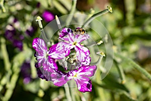 Matthiola incana known as Mathilda Lavender flower, Winter Wallflower, Incarnate Wallflower, Quarantine Wallflower, of the