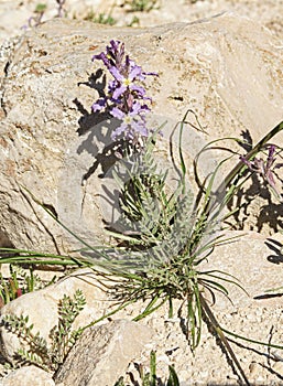 Matthiola livida Livid Stock Wildflower in Bloom near Sde Boker in Israel