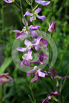 Matthiola. (Matthiola longipetala, Cheiranthus longipetalus).