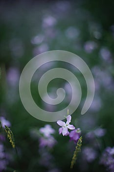 Matthiola night violet flowers grow in dark summer garden