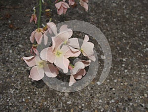 Matthiola sinuata flower close up