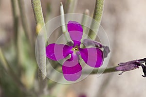 Matthiola tricuspidata is a widespread species of flowering plant in the family Brassicaceae