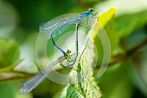 Matting dragonfly, Coenagrion hastulatum