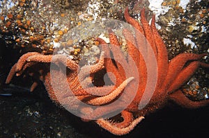 Matting Giant Red Starfish