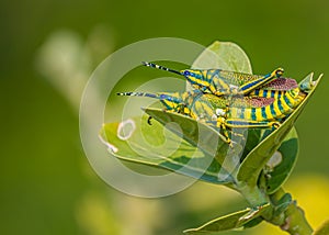 Love making pair of Grasshopper