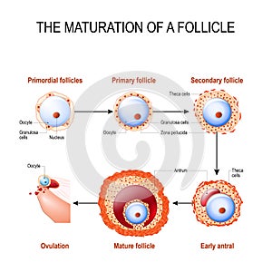 Maturation of a follicle