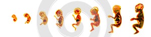 Maturation of human embryo, cycles of reproduction