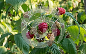 Maturation of red raspberries growing on a branch