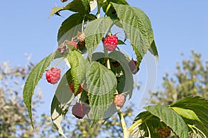 Maturation of red raspberries growing on a branch