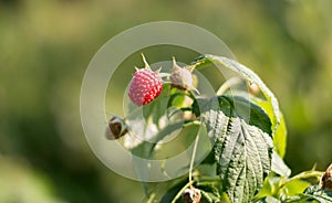 Maturation of red raspberries growing on a branch