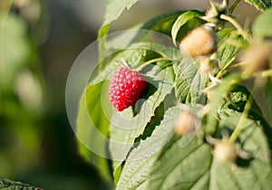 Maturation of red raspberries growing on a branch