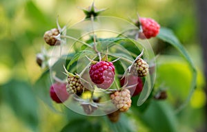 Maturation of red raspberries growing on a branch