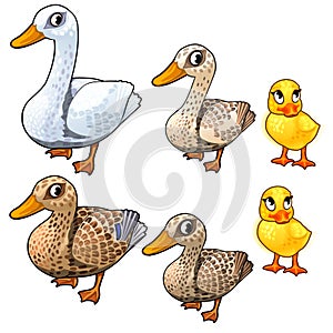 Maturation stages of duck, three stages of growth