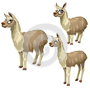 Maturation stages of lama, three stages of growth