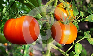 Maturation of tomatoes in a vegetable garden