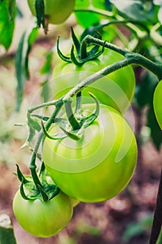 The maturation of tomatos