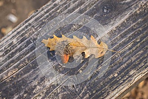Single mature acornus and fallen leaf of Turkey oak