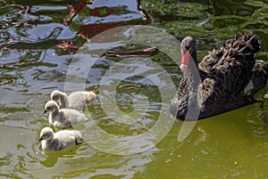 Mature adult black swan and her adorable babies swimming in the pool at Kugulu Park in Ankara