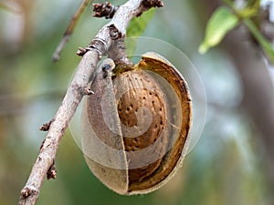 Mature almond fruit on the tree close up. Single fruit