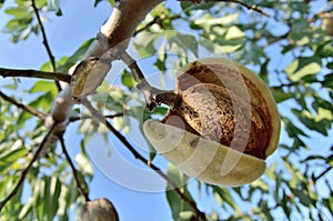 Mature almond fruits on the tree, seasonal harvest