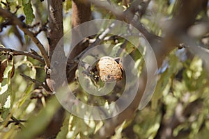 Mature almond nut fruit on the branch