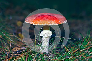 Mature Amanita Muscaria, Known as the Fly Agaric or Fly Amanita