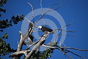 Mature American Bald Eagle perched on a bare branch in a tree with bright blue sky in the background