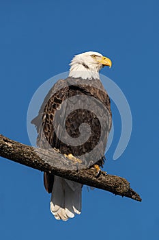 Mature American Bald Eagle perched on a tree limb along the Mississippi River