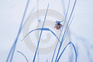 Mature American dog tick crawling on white background. These arachnids a most active in spring and can be careers of Lyme disease