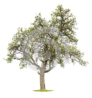 Mature apple tree on white