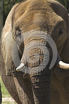 Mature Asian Elephant Closeup - Pachyderm