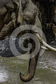 Mature male Asian elephant profile close up head detail