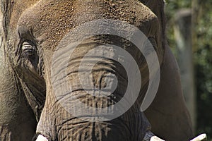 Mature Asian Elephant Face - Pachyderm