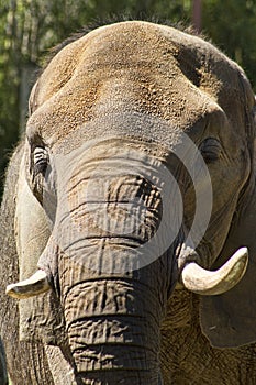 Mature Asian Elephant - Pachyderm
