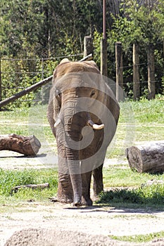 Mature Asian Elephant - Pachyderm