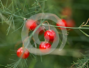 Mature Asparagus plant red Fruits in early autumn garden