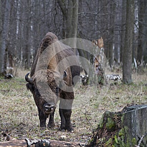 Mature auroch chewing