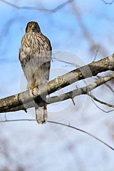 Mature avian perched atop a wooden branch in a sunlit environment