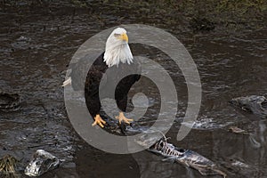 Mature bald eagle with chum salmon bones looking up