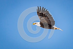 Mature Bald Eagle in flight