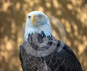 Mature bald eagle intense gaze and intelligent eyes