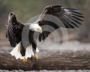 Mature bald eagle landing with wings spread