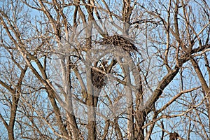 Mature Bald Eagle in a nest