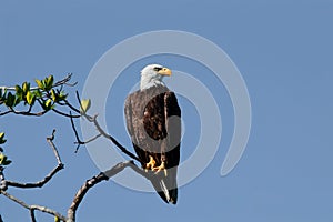 A mature bald eagle perched on a branch at Wiggins Pass, Naples, Florida