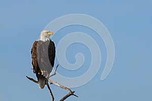 A mature bald eagle perched on a branch at Wiggins Pass, Naples, Florida photo