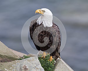 Mature Bald Eagle on a rock ledge