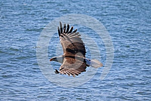 Mature Bald Eagle Soaring Over Water