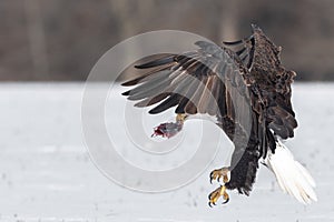 A mature bald eagle taking flight