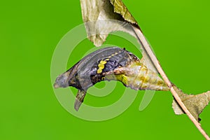 Mature Banded Swallowtail pupa