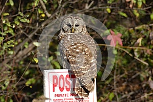 Mature Barred Owl Obeying the No Hunting Sign photo
